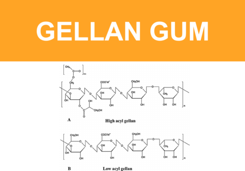 Eco-innover: La gomme Gellan