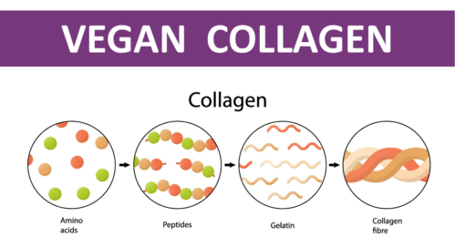 Eco-innovation: Collagen, yes, but vegan