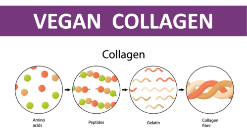Eco-innovation: Collagen, yes, but vegan Eco-innovation: Collagen, yes, but vegan